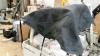 Telo copri sole Bikini Wrangler YJ 1992-95 nero (Prezzo 50 euro)