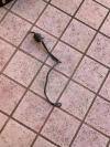 Componente alternatore Jeep Wrangler YJ